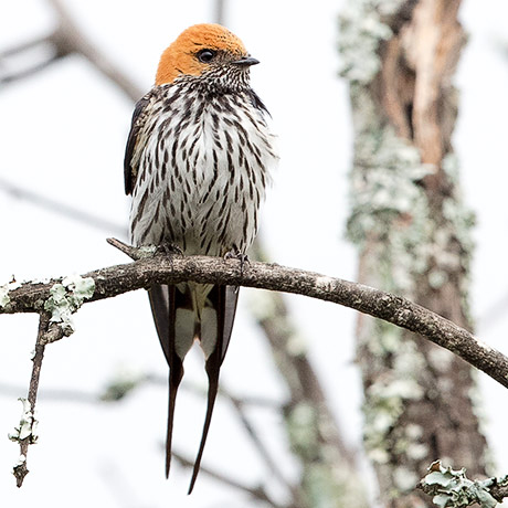 Lesser Striped Swallow